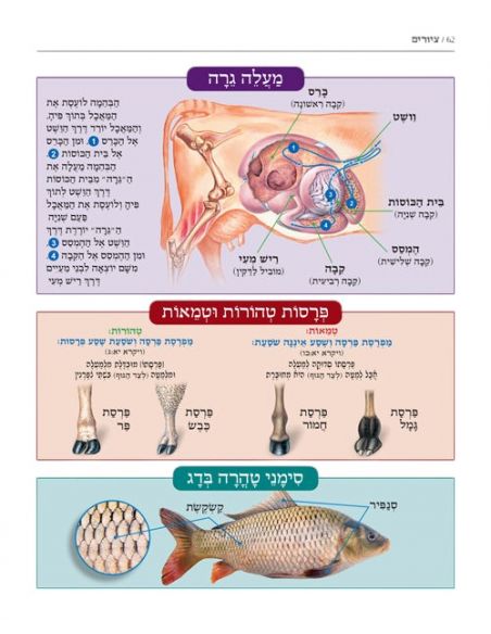 Mapot, Tavlaot, veSidre ameoraot chebatora vertion dur